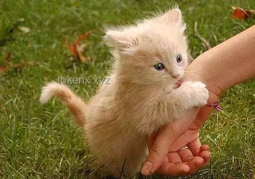 猫咪异食行为背后的宠物养护新洞察：以舔仙人球现象为例